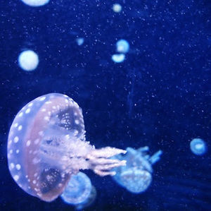 Meet your Posher, Soeun